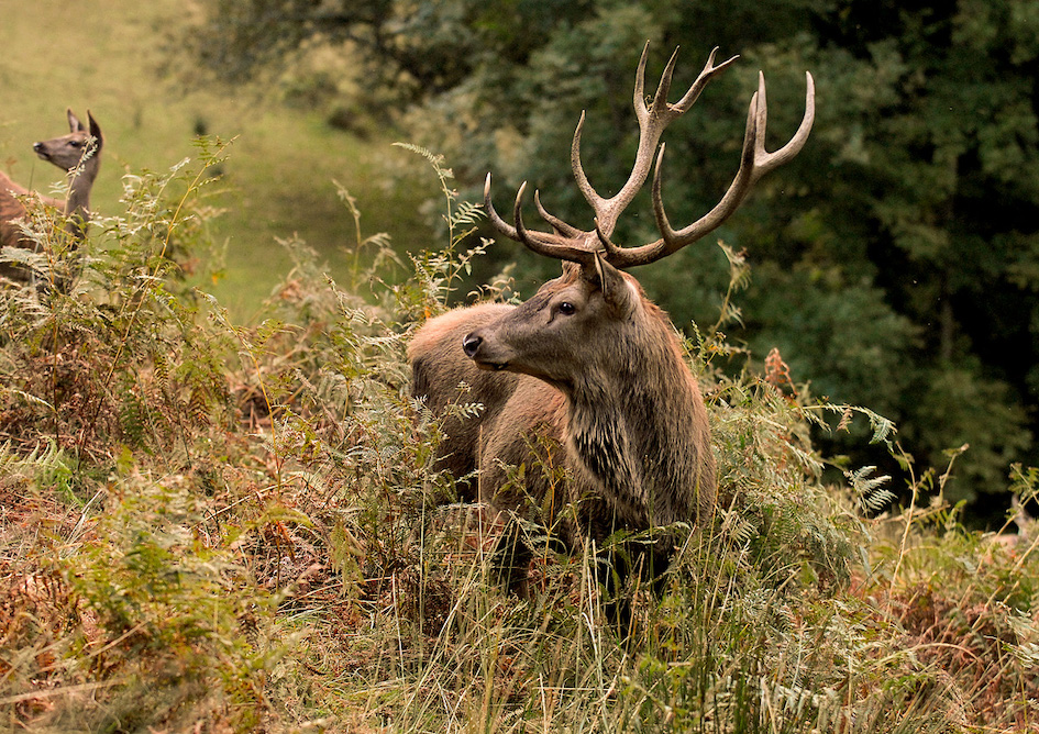 Aran Park: descubre la fauna aranesa