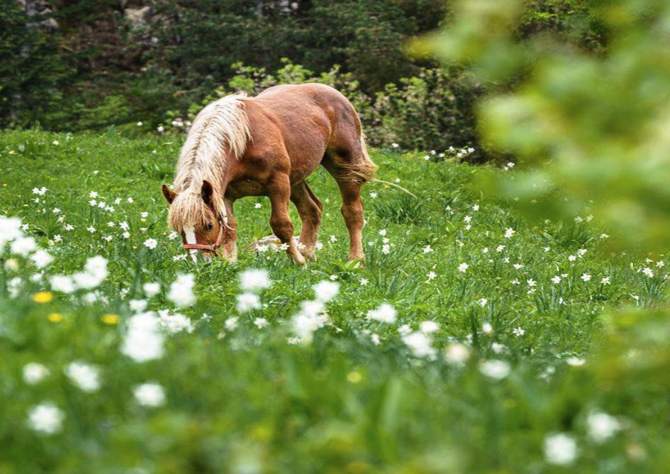 Primavera en Pirineos