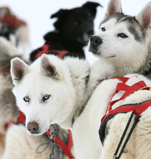 Trineos tirados por perros